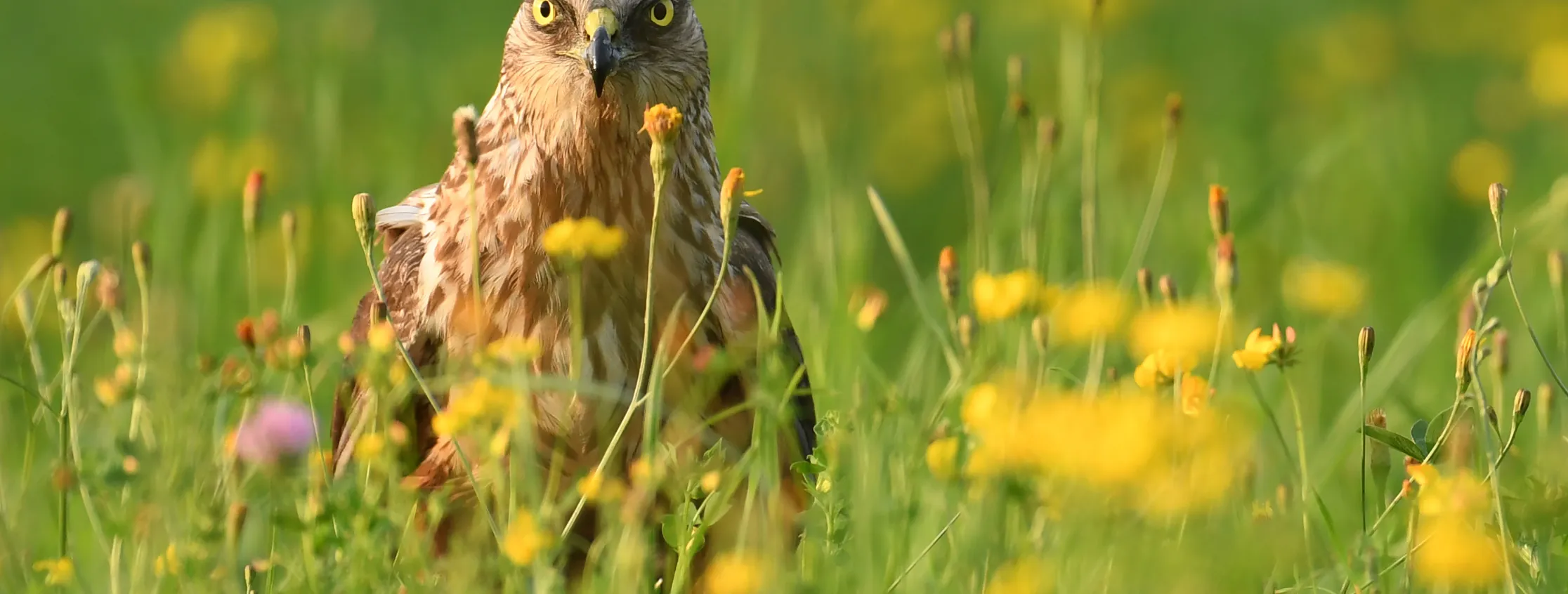 Hen Harrier