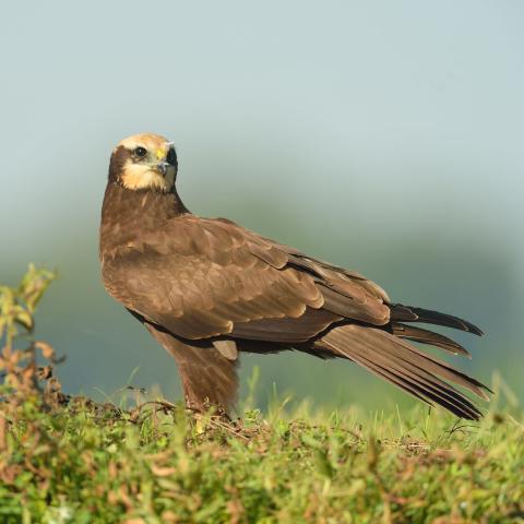 Bruine Kiekendief