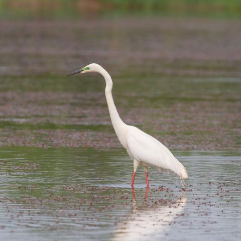 Grote Zilverreiger