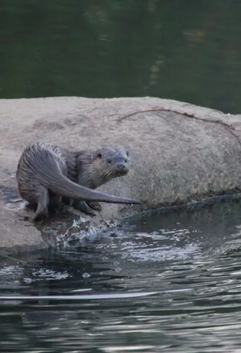 otter