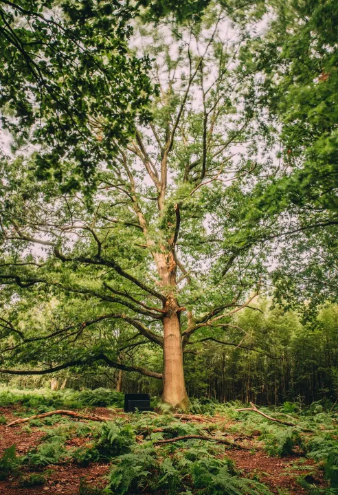 stropersbos