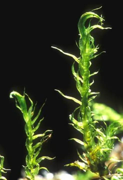geelschorpioenmos