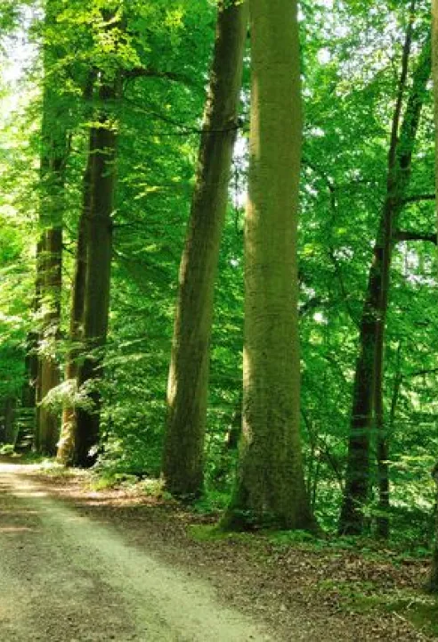 zonienwoud