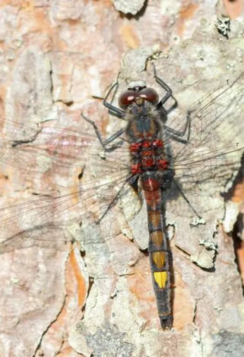 gevlektewitsnuitlibel