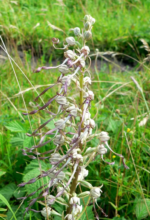 bokkenorchis