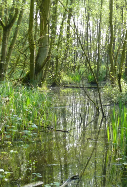 elzenbroekbos