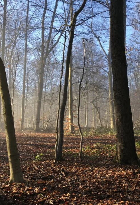 marchelesdames